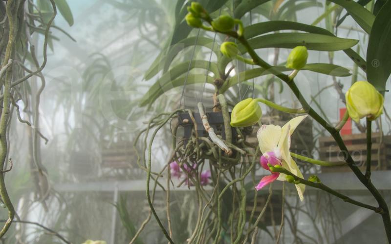 serra-orchidee